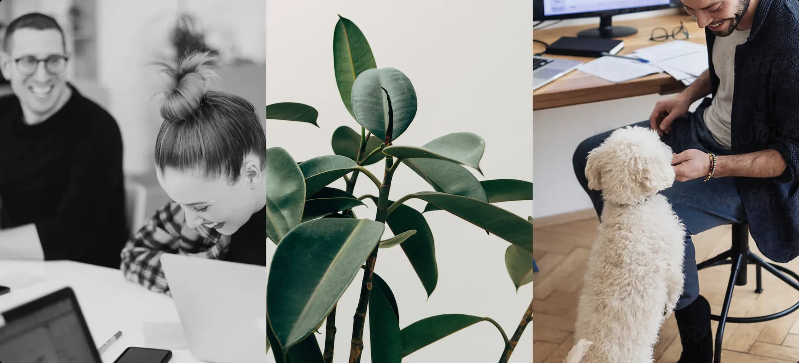 A triptych showing a joyful work environment with a man and woman laughing, a close-up of a rubber plant's green leaves, and a man giving a treat to a friendly dog.